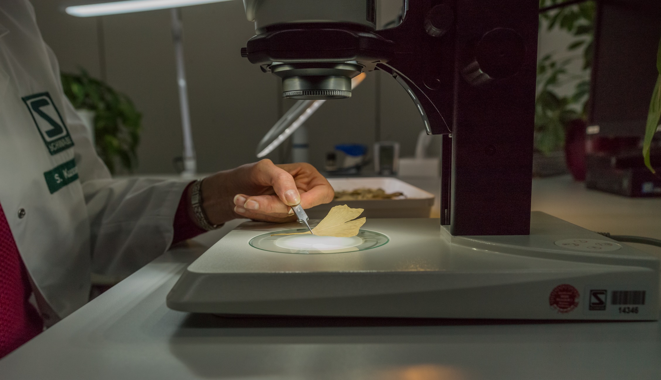 Ein Ginkgo-Blatt wird unter einem Mikroskop betrachtet.