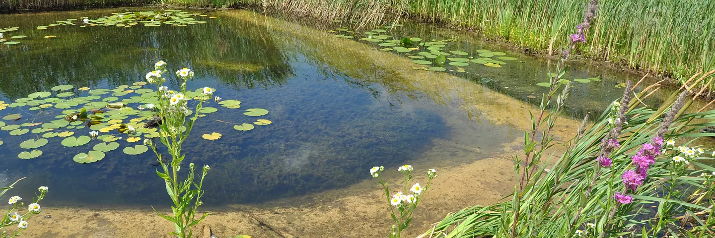Die Teiche erfüllen eine wichtige Funktion auf der Terra Medica