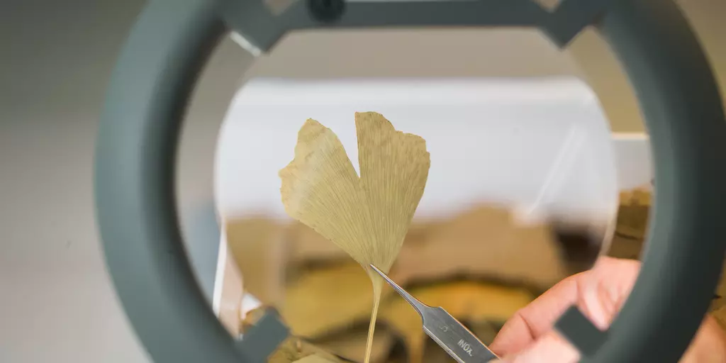 Ginkgo leaf magnified by a stereo microscope