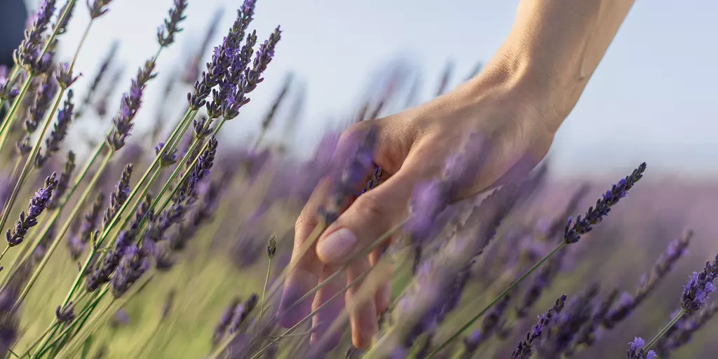 Hand touches a lavender field