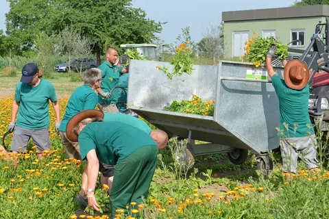 Calendulaernte in Terra Medica