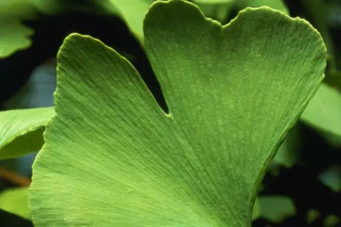 Ginkgoblatt