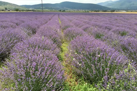 Lavendelfeld in Bulgarien