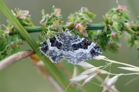 Falter in der Terra Medica, Graubinden-Labkrautspanner 