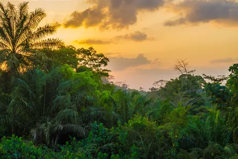 Looking to the rain forest