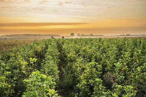 Ginkgo-Pflanzen auf der Schwabe-eigenen Ginkgo-Plantage in Südfrankreich nahe Bordeaux.