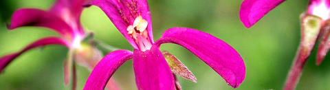 Flower of the capeland pelargonium