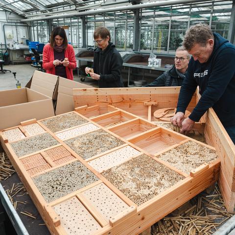 Schwabe-Mitarbeitende füllen ein Insektenhotel mit Niströhren.