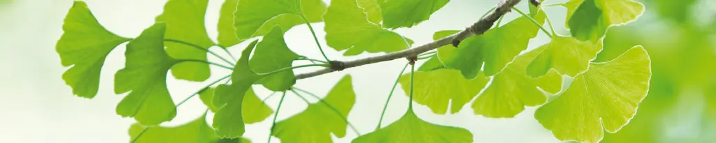 Twig with ginkgo leaves