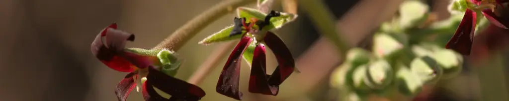 Blüte von Pelargonium sidoides