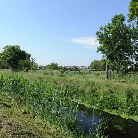 Panorama der Arzneipflanzenkulturen Terra Medica