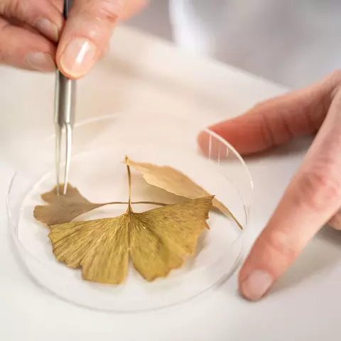 Ginkgo leaf in a petri dish held by tweezers