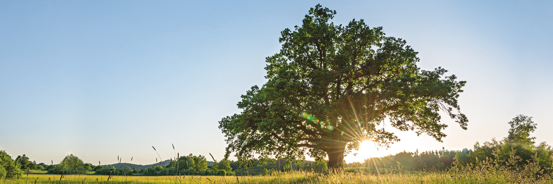 Baum auf einer Wiese während die Sonne aufgeht