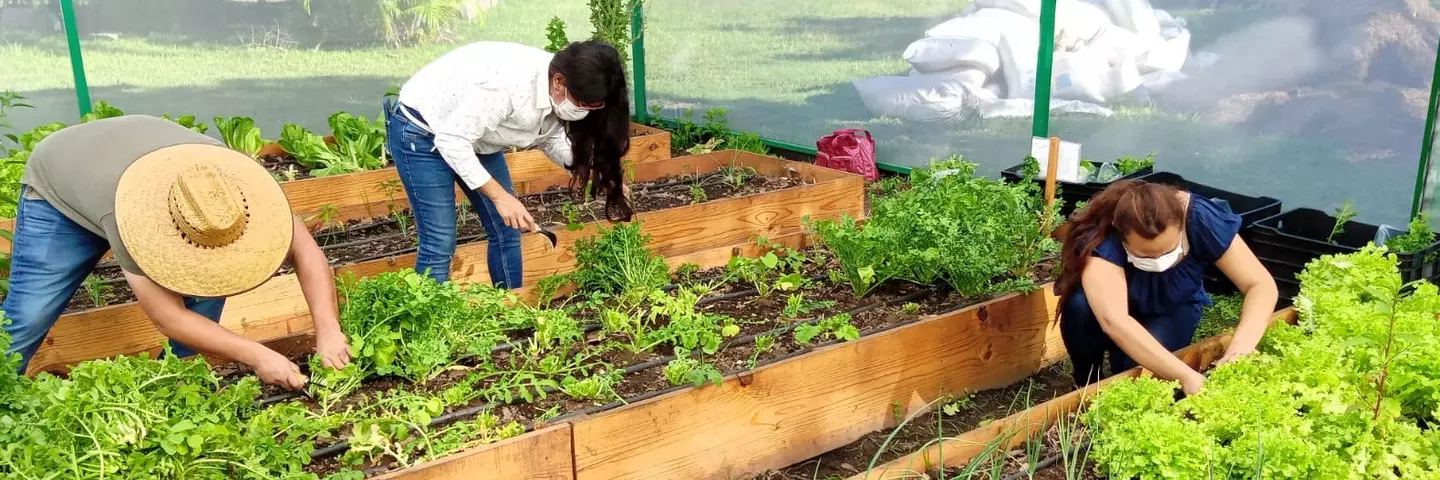 Mitarbeitende von Schwabe Mexico arbeiten im Tekiotl-Garten