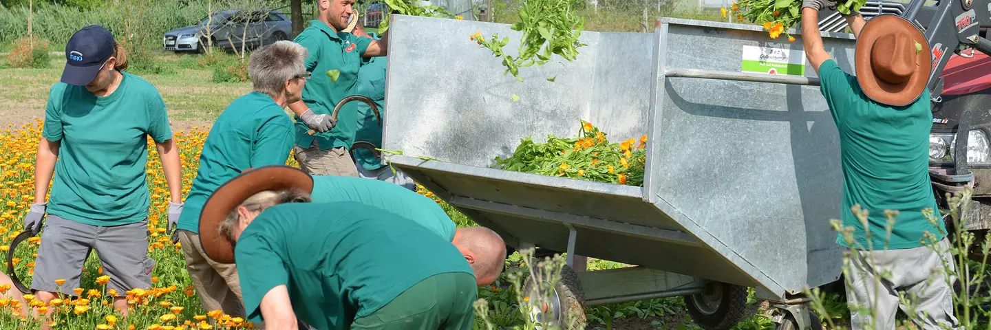 Mitarbeitende der Terra Medica bei der Calendulaernte