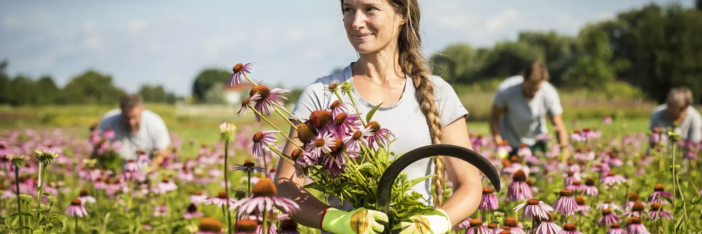 Viele Pflanzen auf der Terra Medica werden noch mit der Sichel geerntet