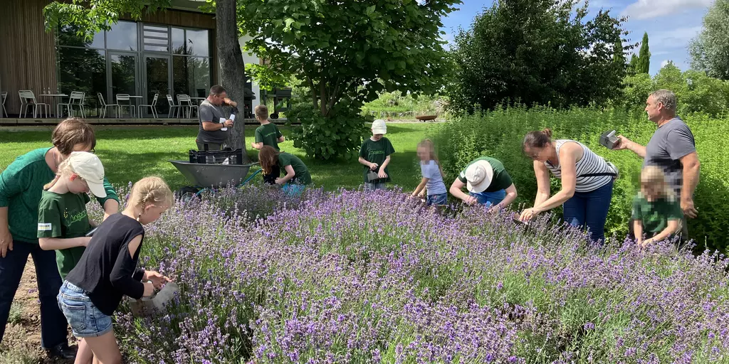 Europa-Minigärtner ernten bei einer Mitmachaktion Lavendelblüten auf der Terra Medica