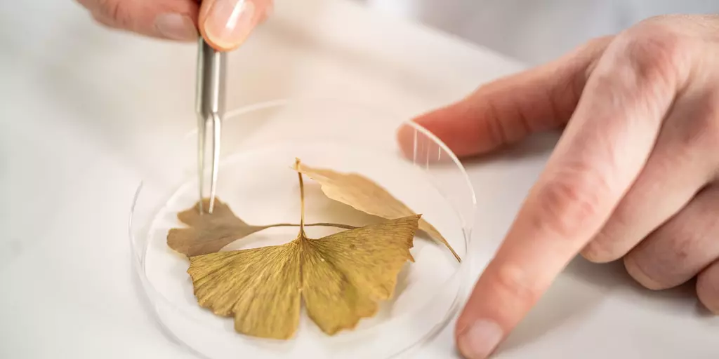 Ginkgo leaf in a petri dish held by tweezers