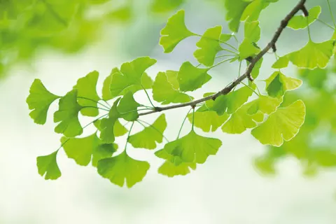 Twig with ginkgo leaves