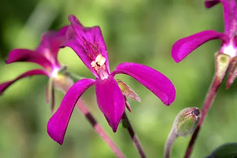 Flower of Pelargonium sidoides