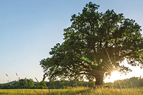 Schwabe Tree