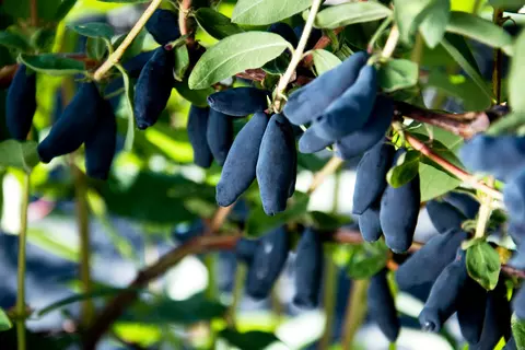 Haskap berries, also known as honeyberries or fly honeysuckle, are the focus of a scientific collaboration between the Schwabe group and Dalhousie University in Nova Scotia, Canada