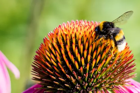 Header_Terra_Medica_Echinacea_Bee