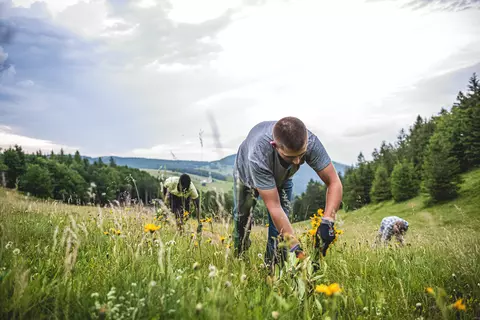 Wildsammlung von Arnica-Pflanzen in der Auvergne