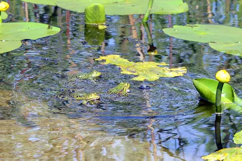 Frösche im Teich der Terra Medica