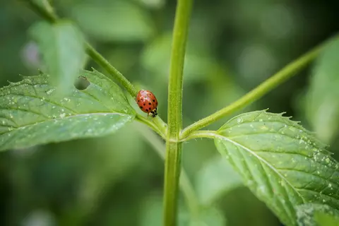 Ein Marienkäfer läuft über ein Blatt.
