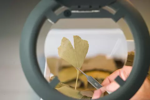 Ginkgo leaf magnified by a stereo microscope