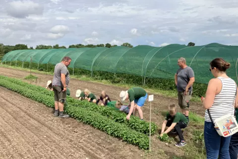 Europa-Minigärtner ernten bei einer Mitmachaktion Kampferbasilikum auf der Terra Medica