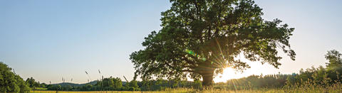 Schwabe Tree