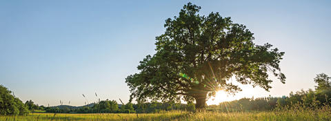 Schwabe Tree