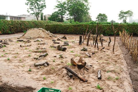 Die Azubis der Schwabe-Gruppe legen ein Sandarium für Wildbienen an.