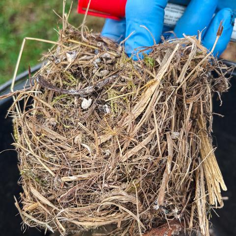 Ein Nest auf der Terra Medica, in dem im vergangenen Jahr ein Meisenpaar genistet hat