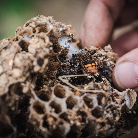 Ein Wespennest, das in einem Fledermauskasten auf der Terra Medica gefunden wurde.