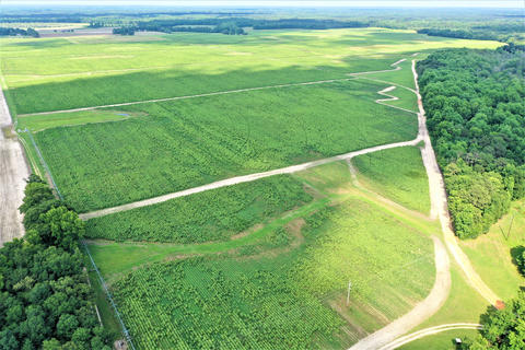 Blick auf die Schwabe-eigene Ginkgo-Plantage in Garnay, USA
