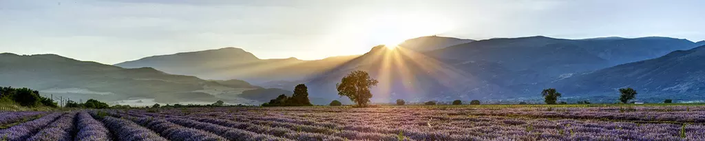 Lavender field