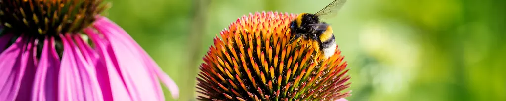 Header_Terra_Medica_Echinacea_Bee