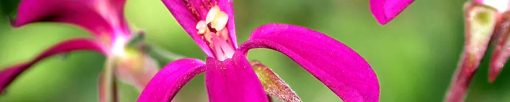 Flower of the capeland pelargonium