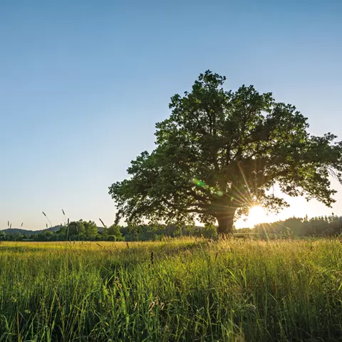 Schwabe Tree