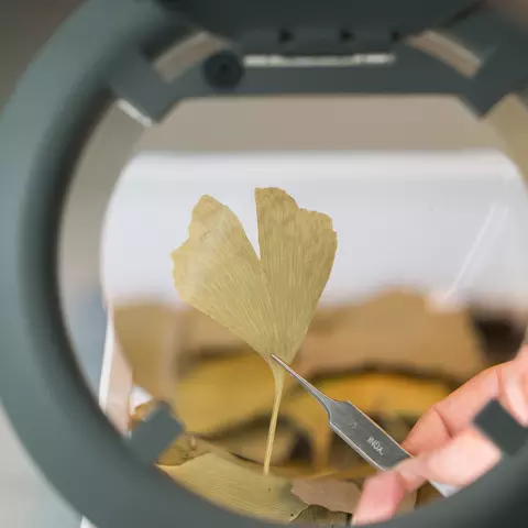 Ginkgo leaf magnified by a stereo microscope