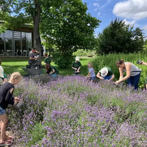 Europa-Minigärtner ernten bei einer Mitmachaktion Lavendelblüten auf der Terra Medica
